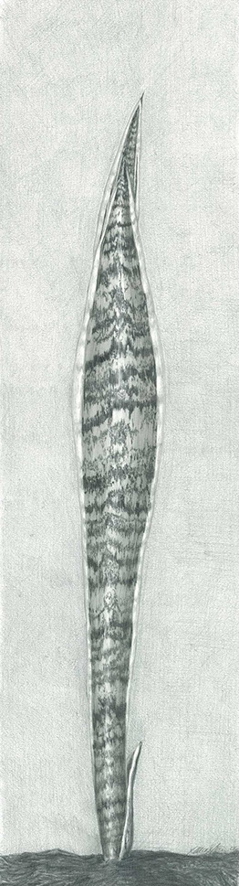 Single leaf of mother in law tongue plant 