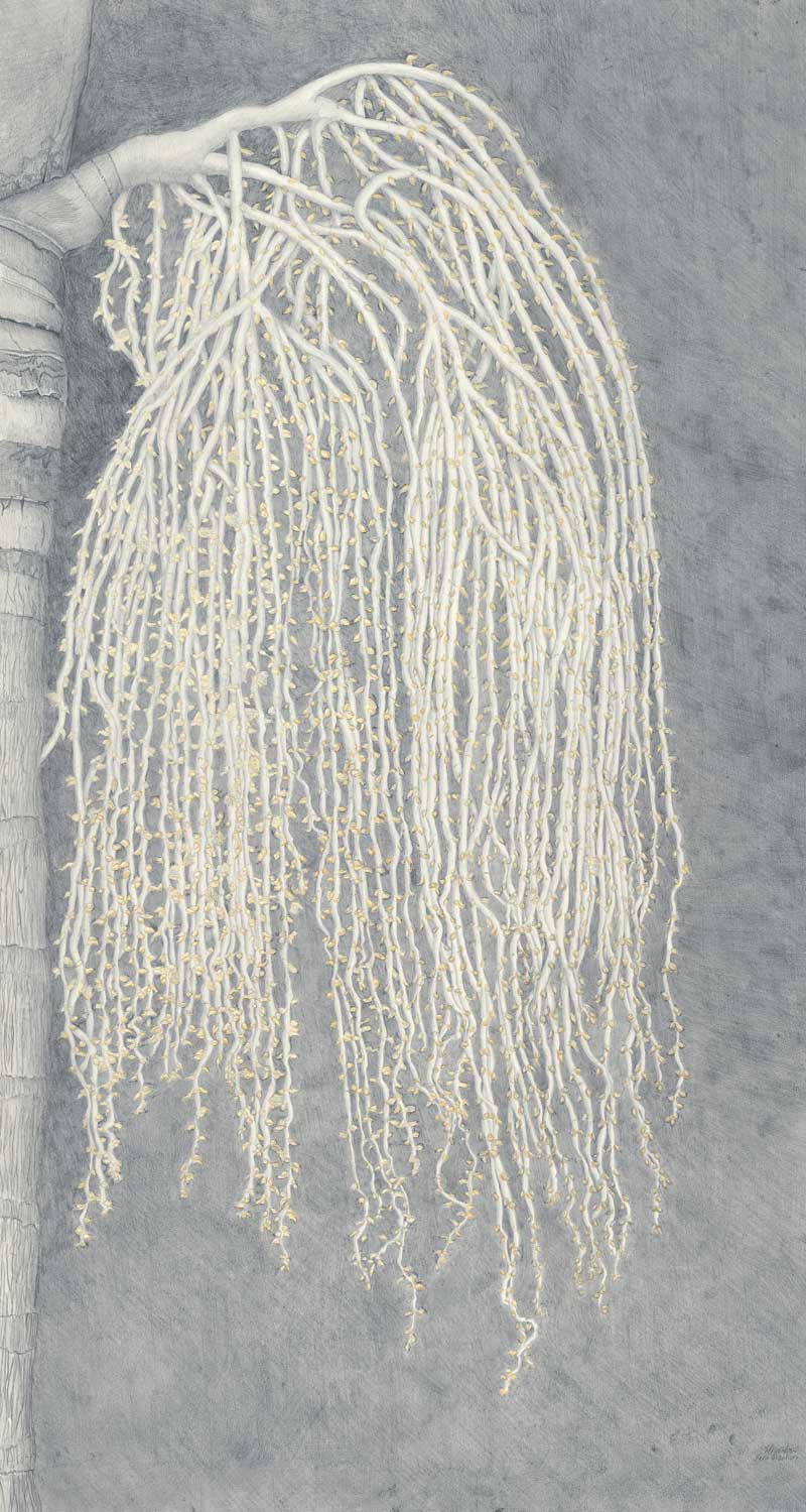 Native Palm tree in flower 