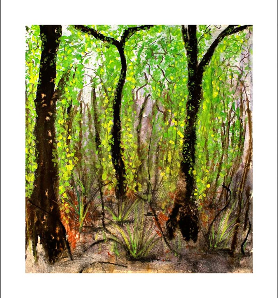 after the bushfire new leaves  growing on trees