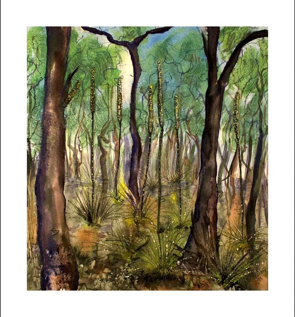  after the bushfire  comes regeneration 