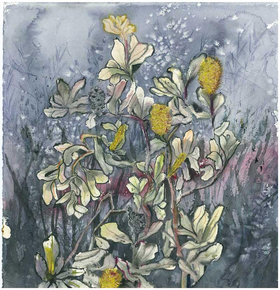 coastal banksia lake Macquarie 