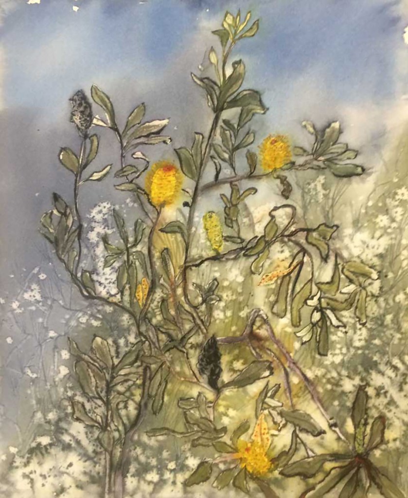 coastal banksia lake Macquarie 