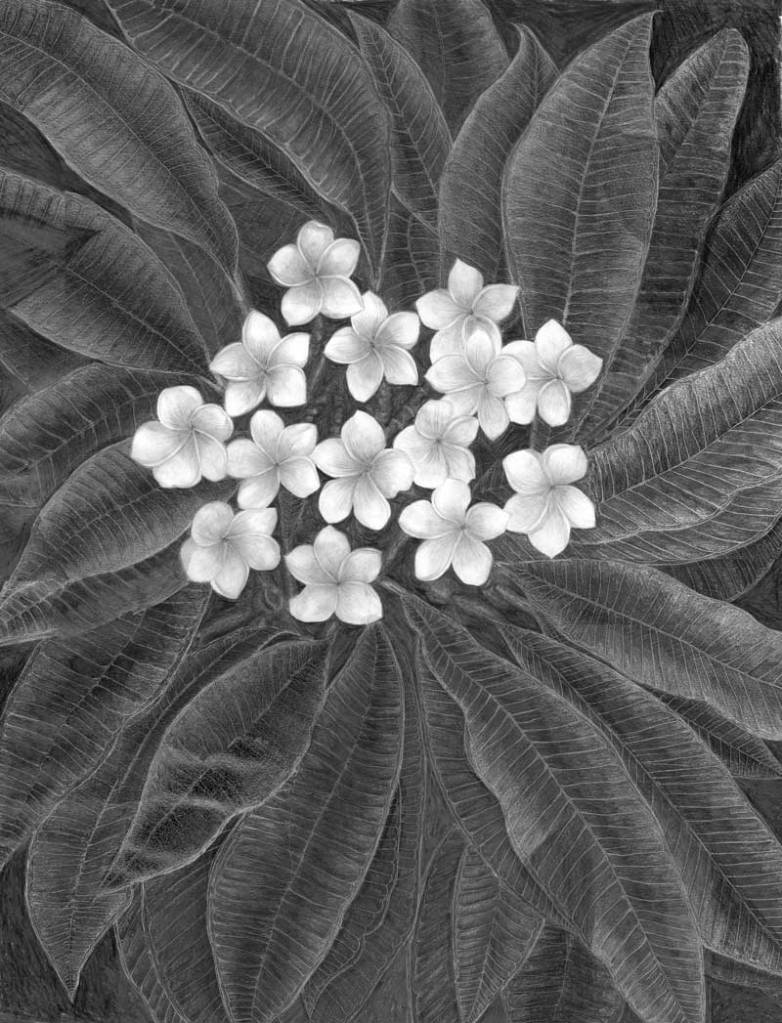 A cluster of frangipani flowers surrounded by leaves leaves 