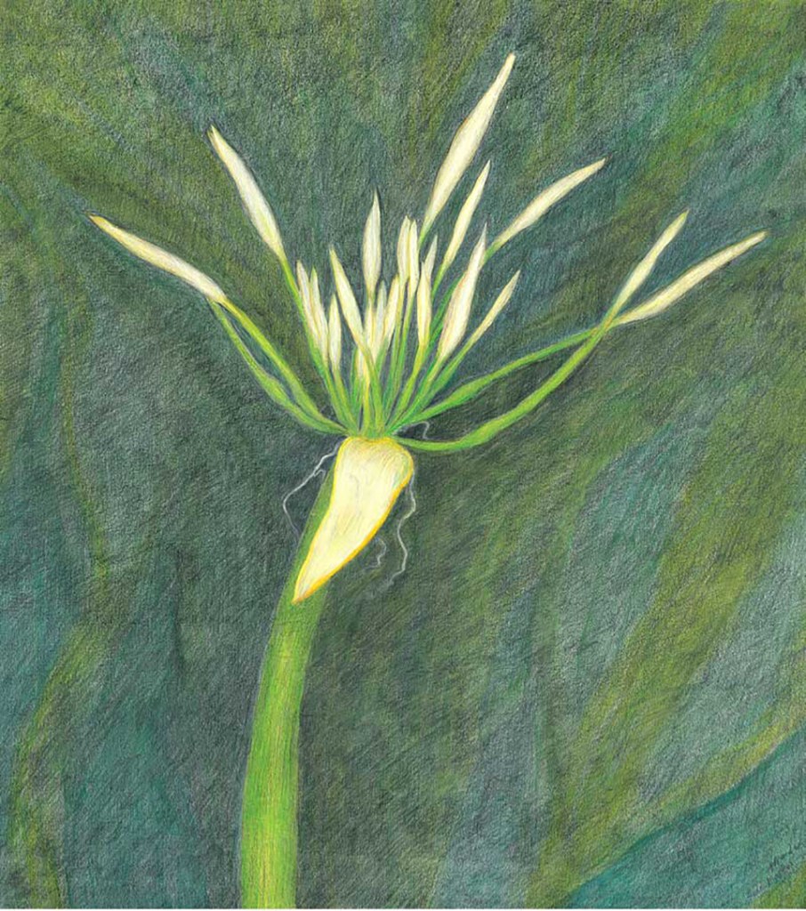 lake lily in bud Isaiah 43:18-21 