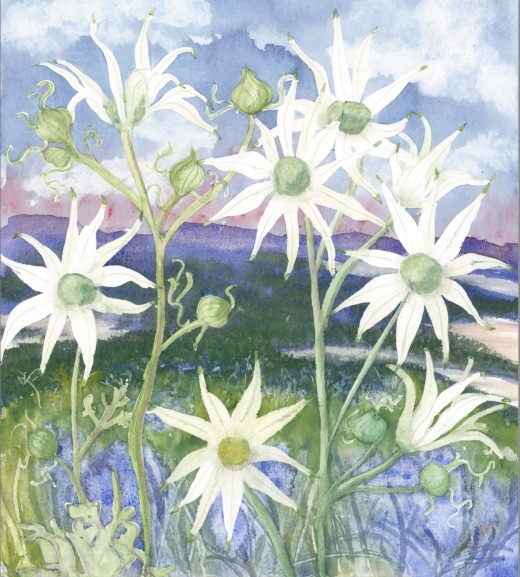 flannel flower Lake Macquarie