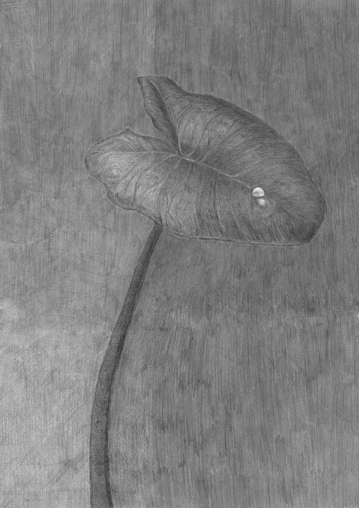 native yam with one drop of dew on leaf